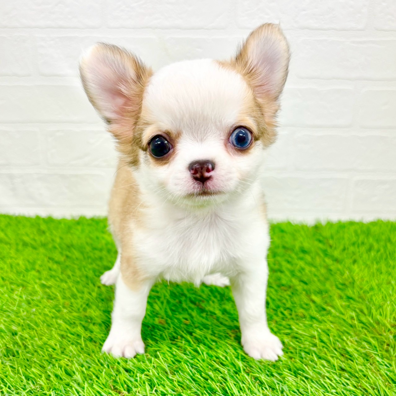 滋賀県のチワワ(ロング) (ワンニャンハウス草津店/2026年1月10日生まれ/男の子/レッドホワイト)の子犬の1枚目の画像