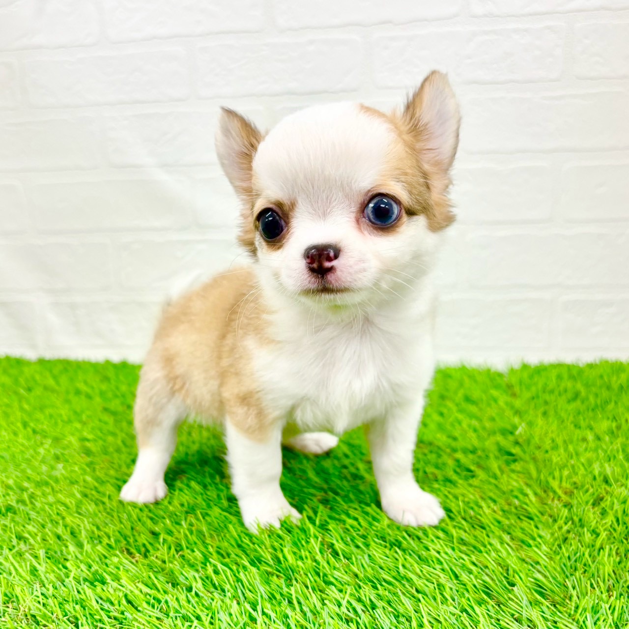 滋賀県のチワワ(ロング) (ワンニャンハウス草津店/2026年1月10日生まれ/男の子/レッドホワイト)の子犬の2枚目の画像