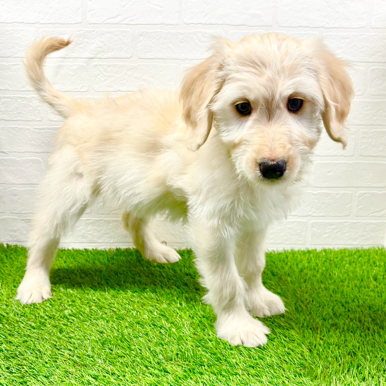 滋賀県のゴールデンドゥードゥル(ゴールデン×プードル) (ワンニャンハウス草津店/2025年10月11日生まれ/女の子/クリーム)の子犬の4枚目の画像