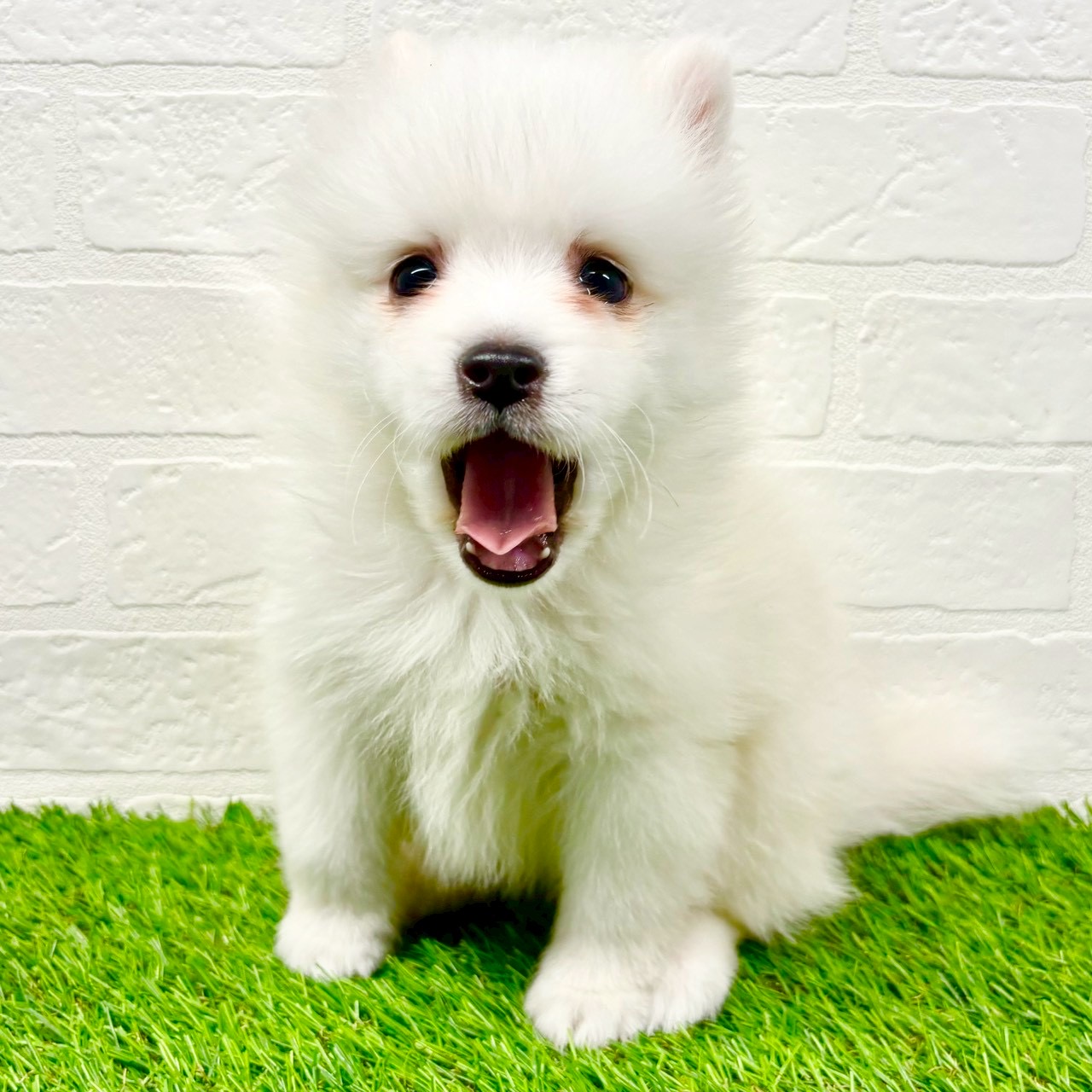 滋賀県の日本スピッツ (ワンニャンハウス草津店/2025年11月16日生まれ/女の子/ホワイト)の子犬の2枚目の画像