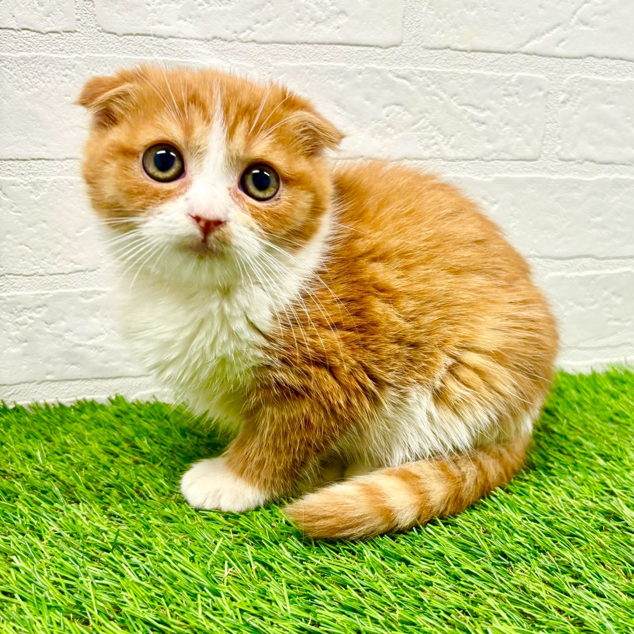 滋賀県のスコティッシュフォールド (ワンニャンハウス草津店/2025年11月9日生まれ/女の子/レッドタビーホワイト)の子猫の4枚目の画像