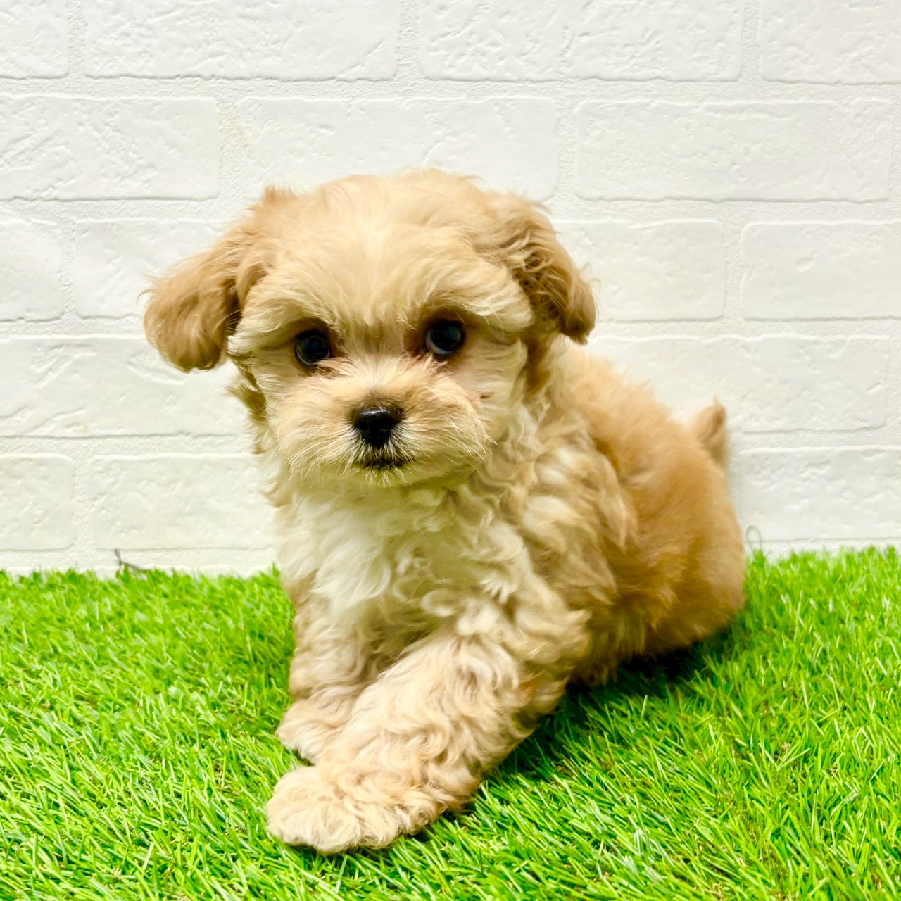 滋賀県のペキプー(ペキニーズ×プードル) (ワンニャンハウス草津店/2025年8月30日生まれ/男の子/クリーム)の子犬の2枚目の画像