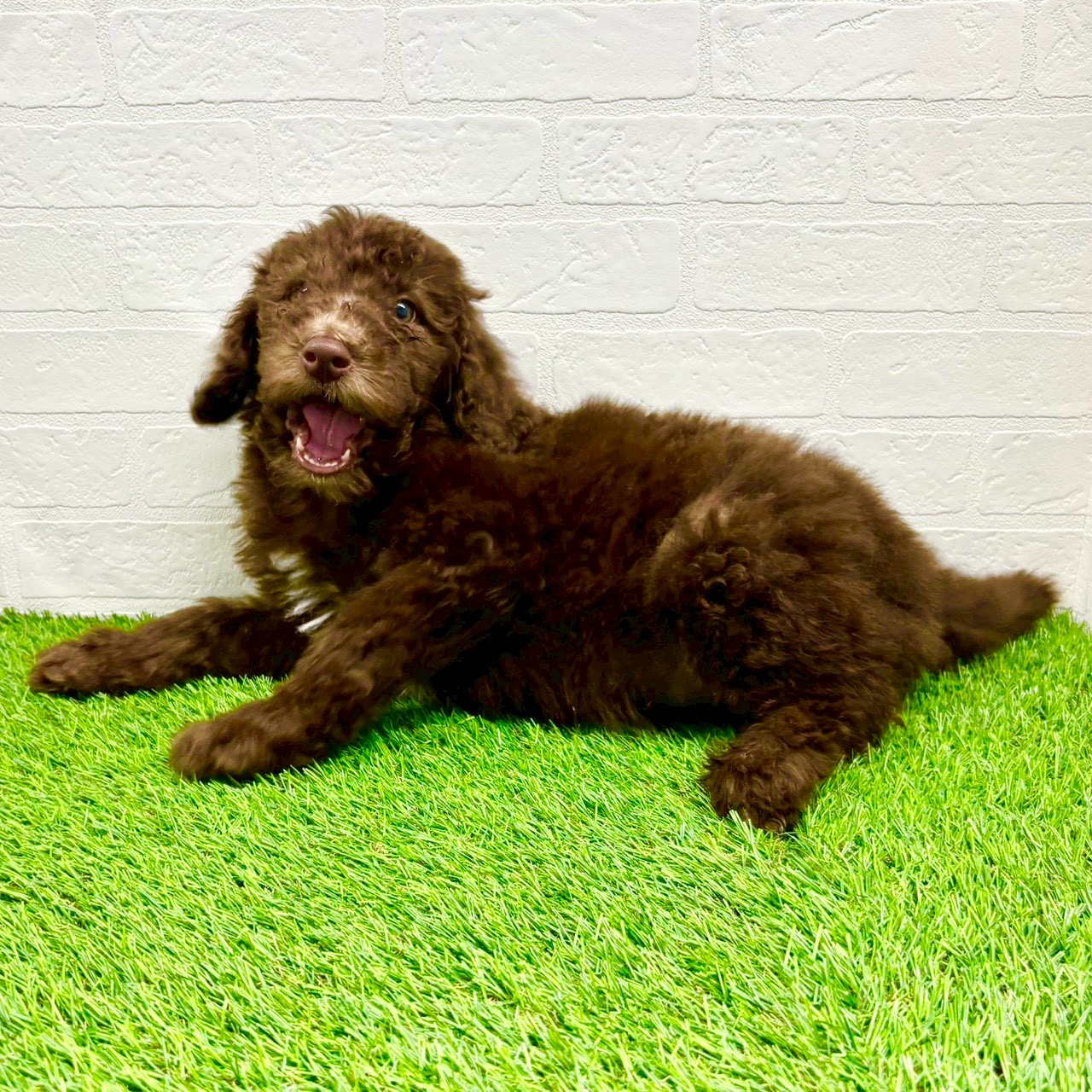 滋賀県のスタンダードプードル (ワンニャンハウス草津店/2025年9月8日生まれ/男の子/ブラウン)の子犬の4枚目の画像