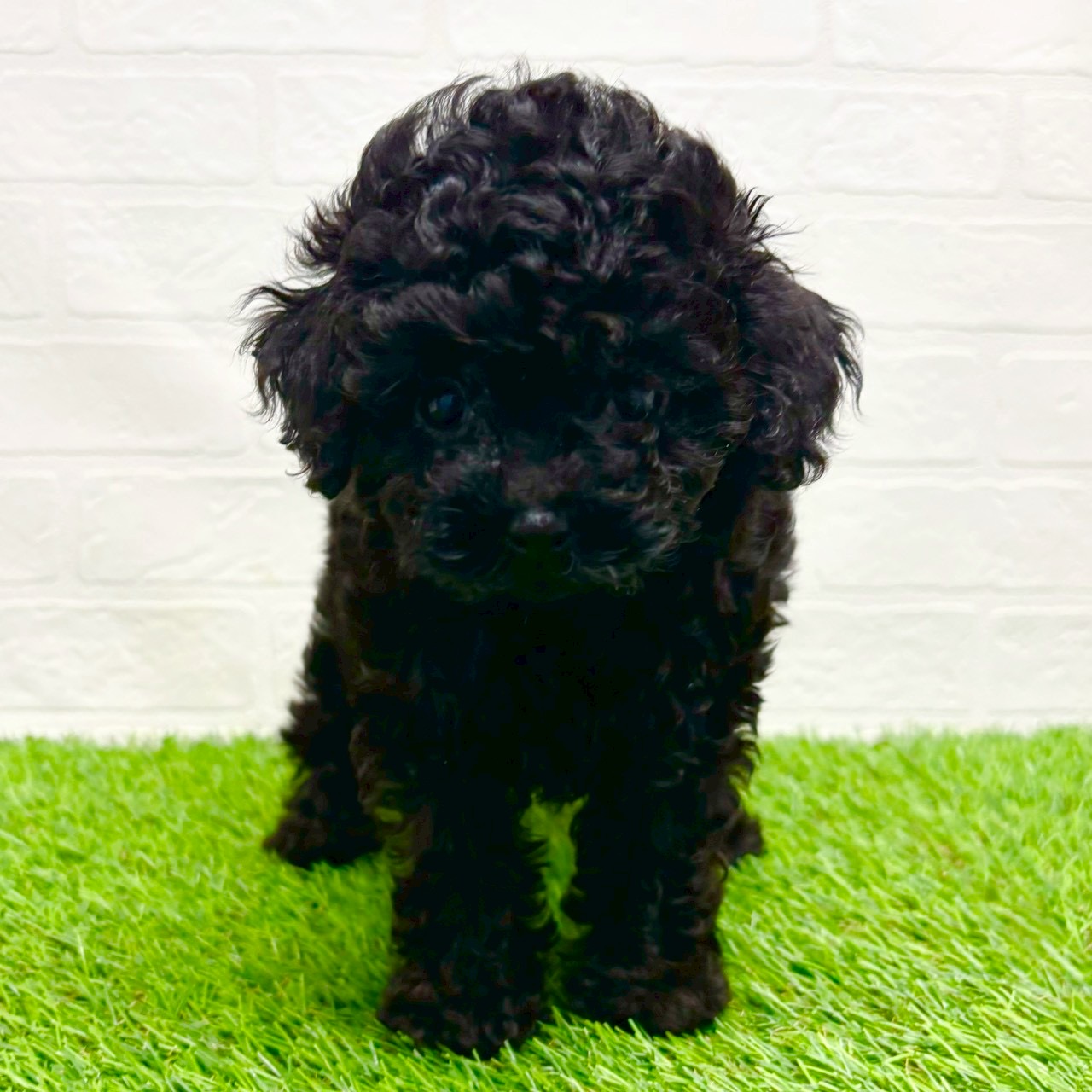 滋賀県のトイプードル(トイ) (ワンニャンハウス草津店/2025年9月11日生まれ/女の子/ブラック)の子犬の1枚目の画像