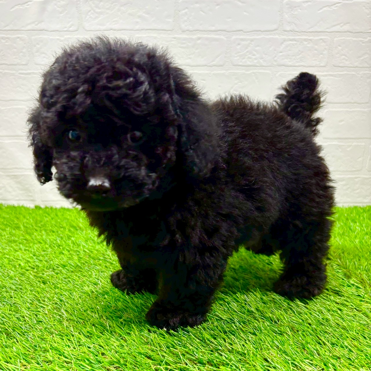 滋賀県のトイプードル(トイ) (ワンニャンハウス草津店/2025年10月10日生まれ/男の子/ブラック)の子犬の3枚目の画像