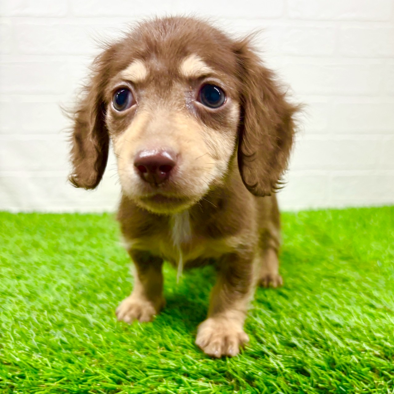 滋賀県のミニチュアダックスフンド(ロング) (ワンニャンハウス草津店/2025年10月27日生まれ/男の子/チョコレートイエロー)の子犬の3枚目の画像