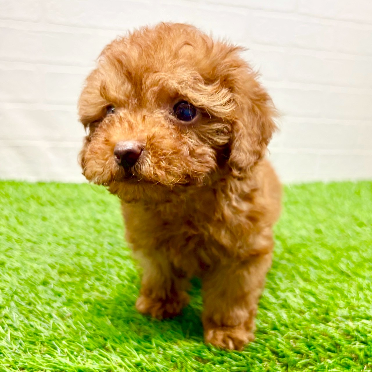 滋賀県のトイプードル(トイ) (ワンニャンハウス草津店/2025年11月15日生まれ/男の子/レッド)の子犬の3枚目の画像