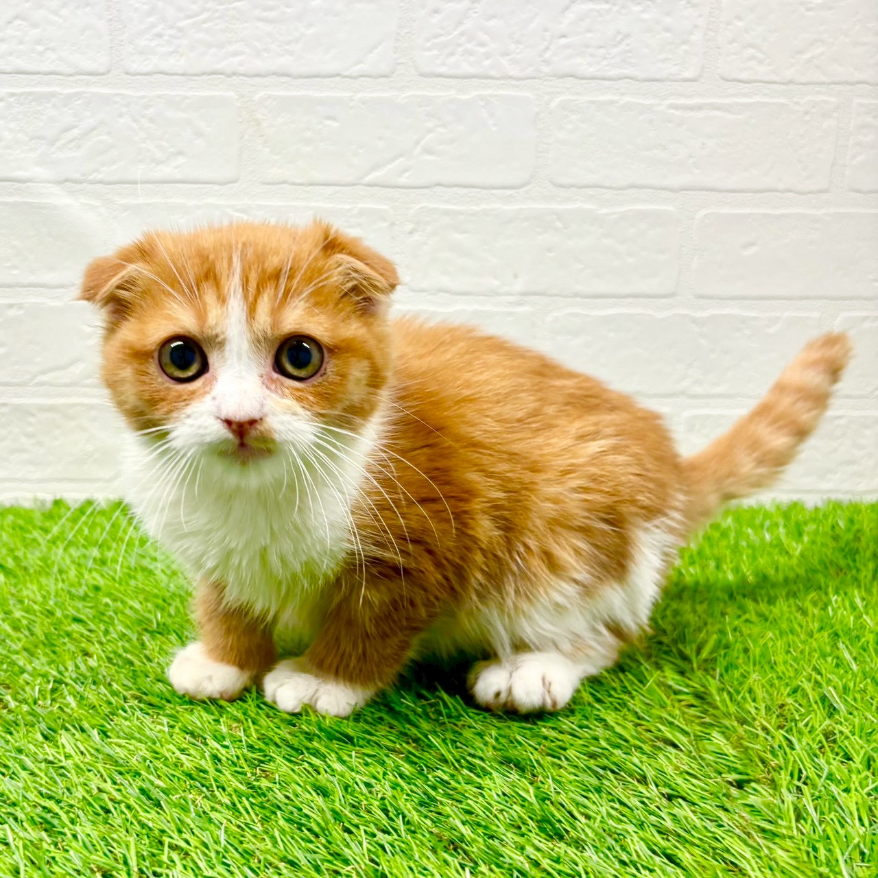 滋賀県のスコティッシュフォールド (ワンニャンハウス草津店/2025年11月9日生まれ/女の子/レッドタビーホワイト)の子猫の3枚目の画像