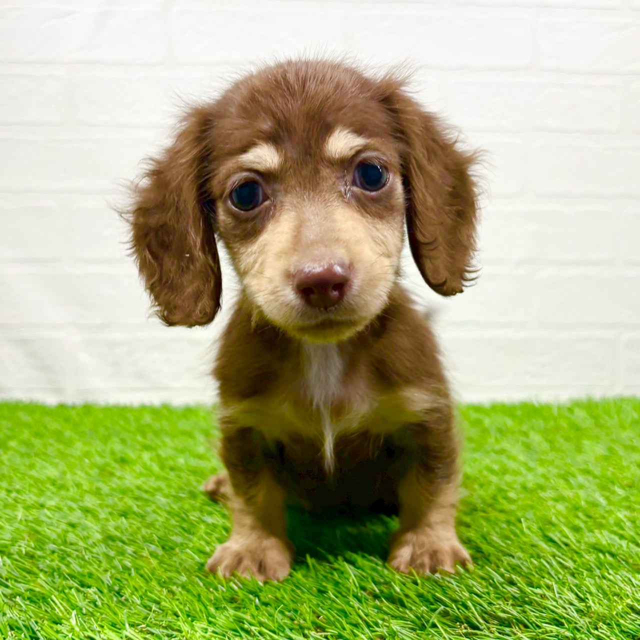 滋賀県のミニチュアダックスフンド(ロング) (ワンニャンハウス草津店/2025年10月27日生まれ/男の子/チョコレートイエロー)の子犬の1枚目の画像