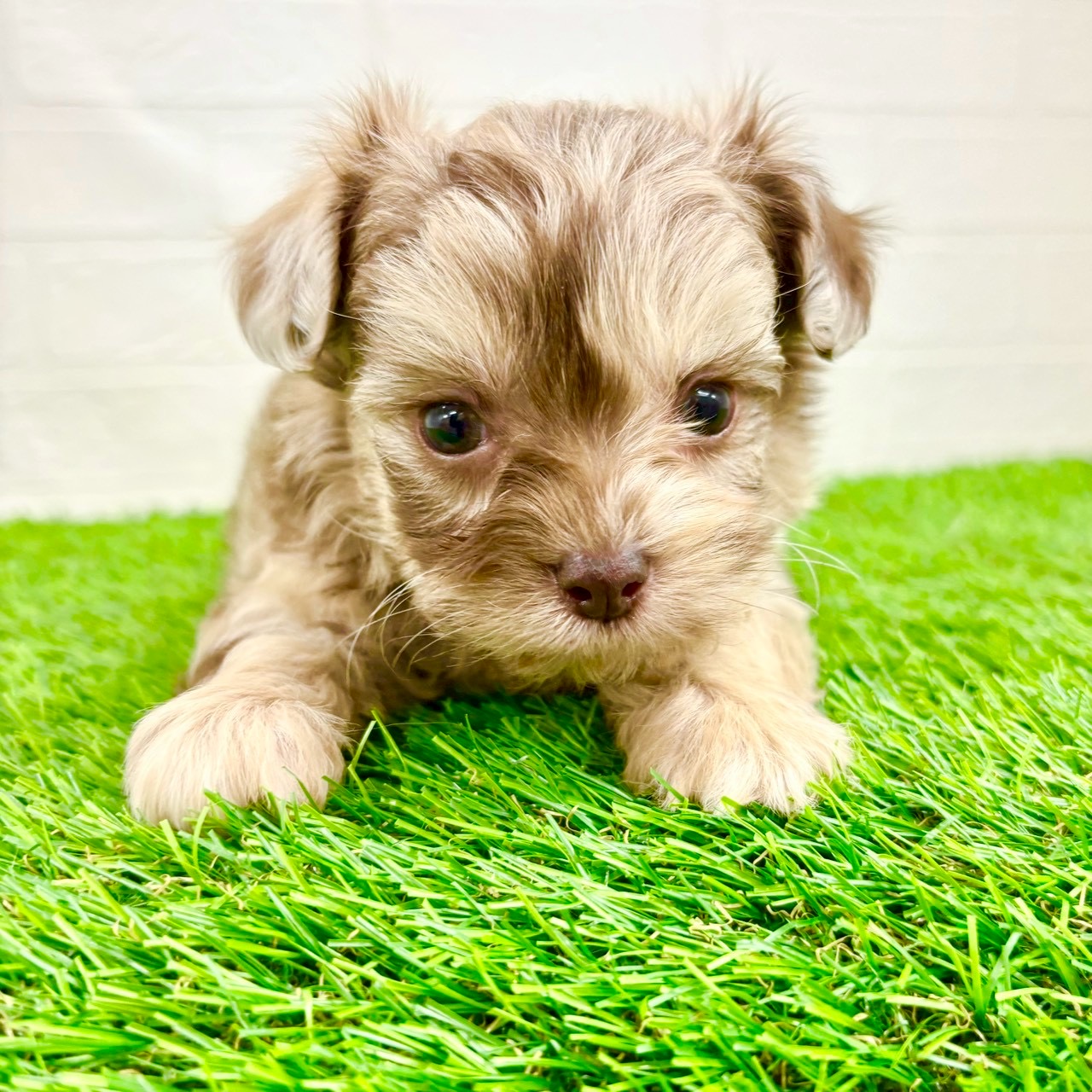 滋賀県のチワプー/プーチー(チワワ×プードル) (ワンニャンハウス草津店/2026年1月13日生まれ/男の子/チョコレートマール)の子犬の4枚目の画像