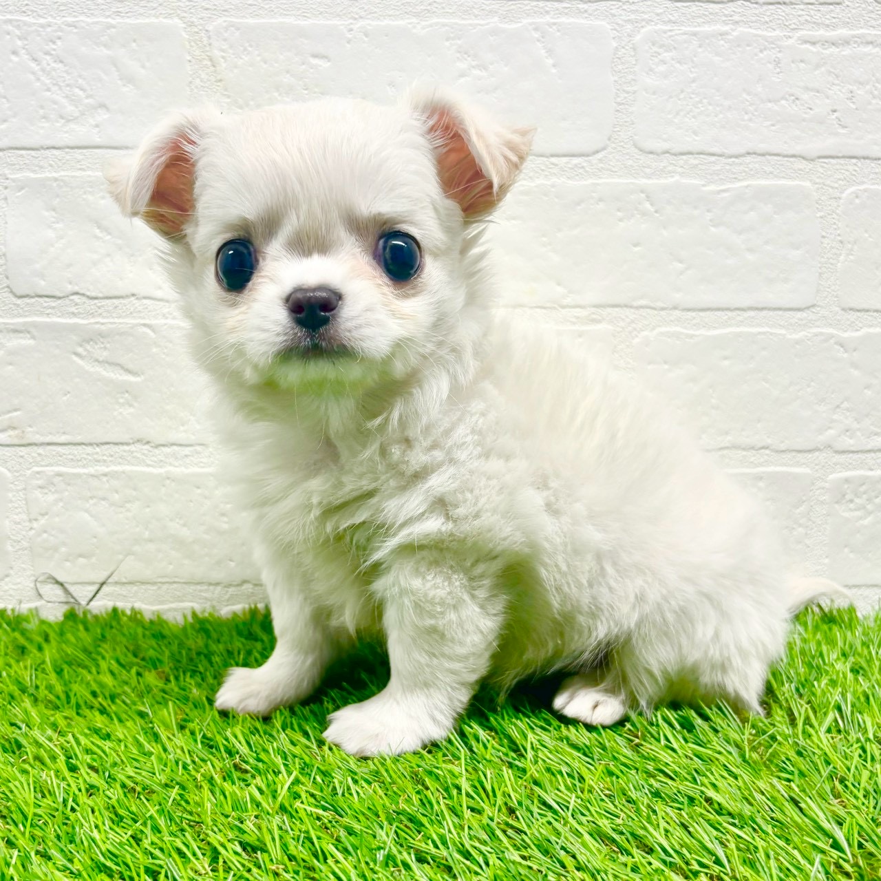 滋賀県のチワワ(ロング) (ワンニャンハウス草津店/2025年10月20日生まれ/女の子/クリーム)の子犬の1枚目の画像