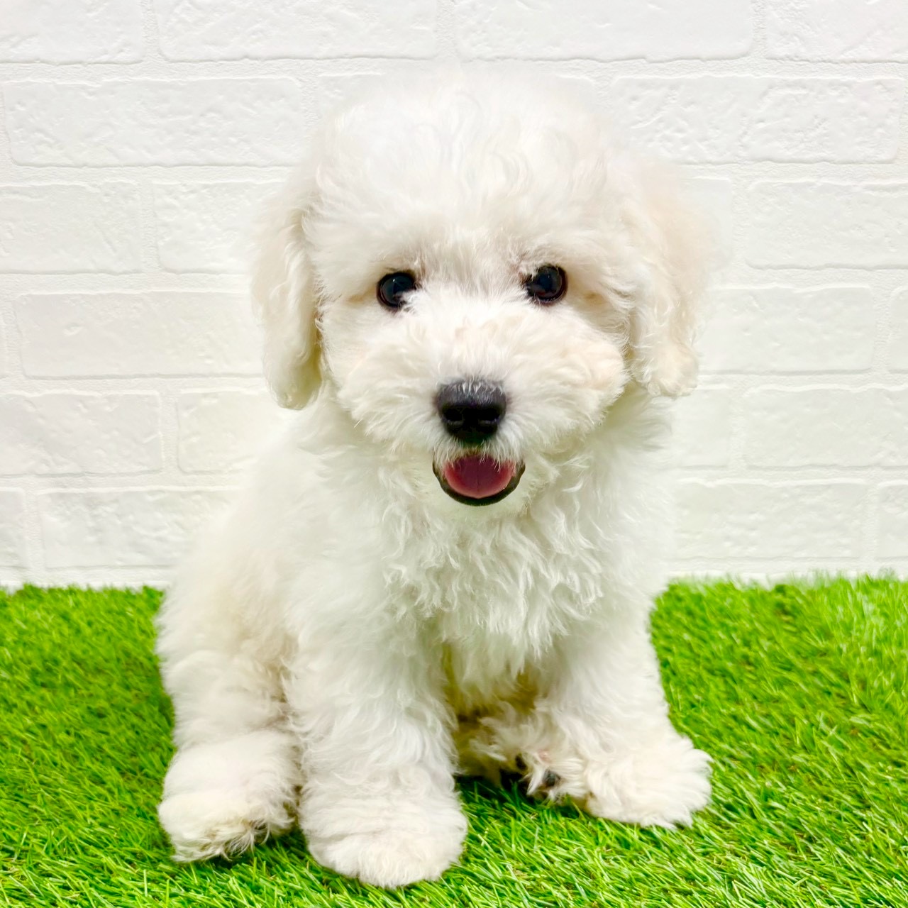 滋賀県のビションフリーゼ (ワンニャンハウス草津店/2025年8月29日生まれ/男の子/ホワイト)の子犬の1枚目の画像