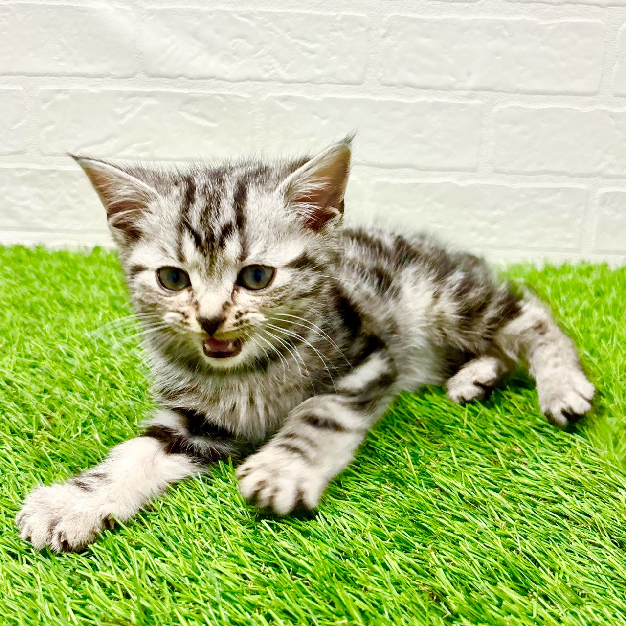 滋賀県のアメリカンショートヘアー (ワンニャンハウス草津店/2025年11月6日生まれ/女の子/シルバークラシックタビー)の子猫の3枚目の画像