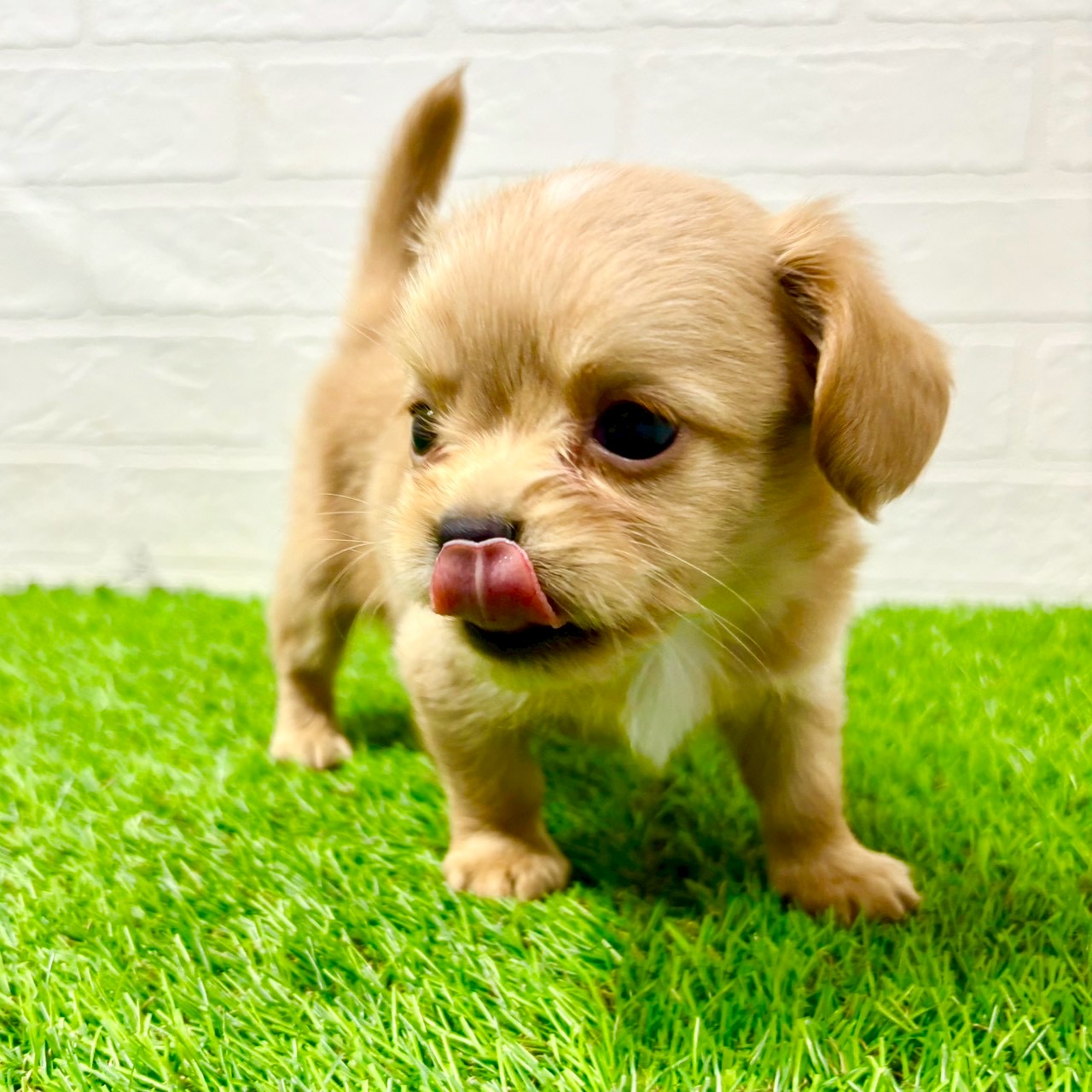 滋賀県のチワックス(チワワ×ダックス) (ワンニャンハウス草津店/2025年11月14日生まれ/男の子/イエロー)の子犬の4枚目の画像