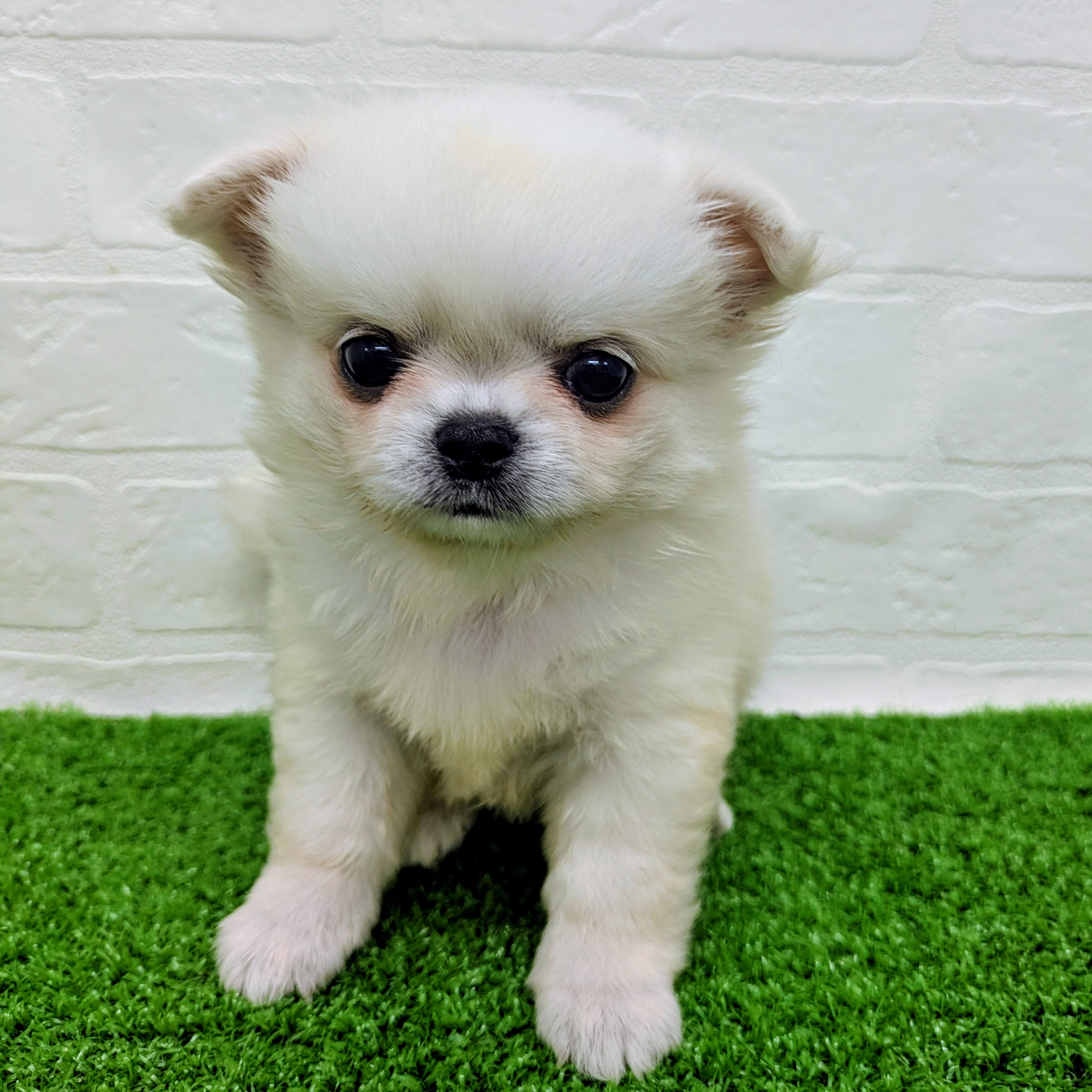 滋賀県のハーフ犬・ミックス犬 (ワンニャンハウス草津店/2026年7月8日生まれ/女の子/ホワイト)の子犬の1枚目の画像