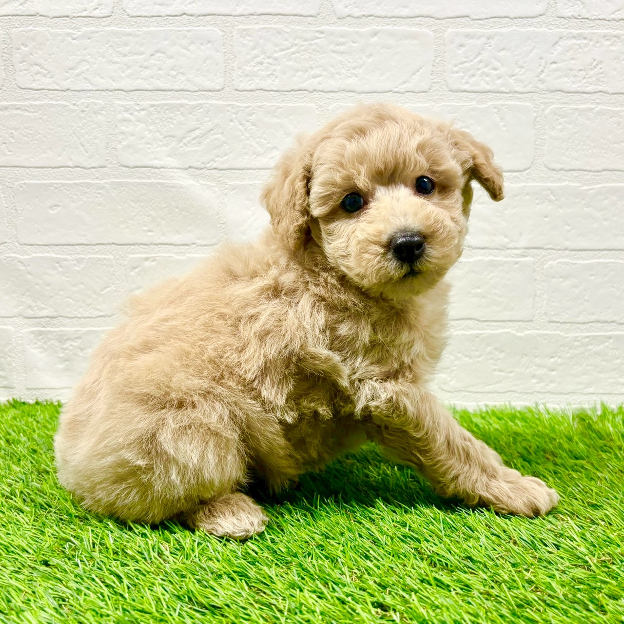 滋賀県のトイプードル(トイ) (ワンニャンハウス草津店/2025年11月23日生まれ/男の子/クリーム)の子犬の4枚目の画像