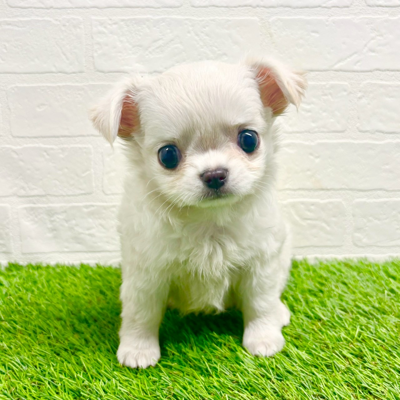 滋賀県のチワワ(ロング) (ワンニャンハウス草津店/2025年10月20日生まれ/女の子/クリーム)の子犬の2枚目の画像