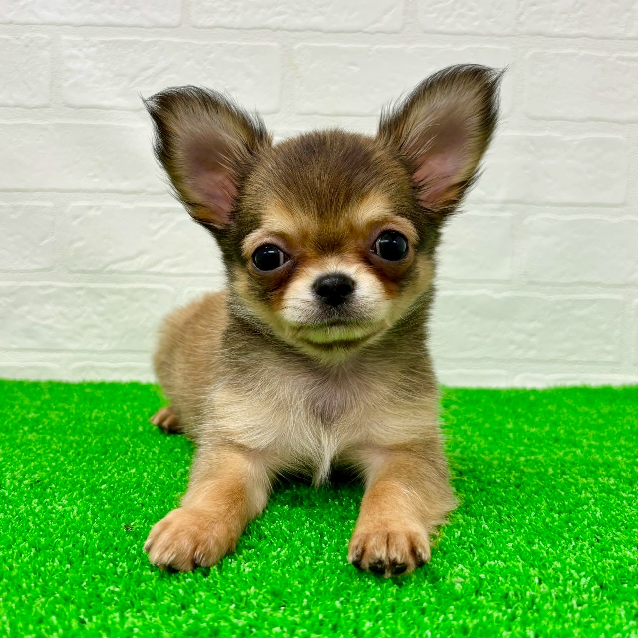 滋賀県のチワワ(ロング) (ワンニャンハウス草津店/2026年2月14日生まれ/女の子/レッド)の子犬の3枚目の画像