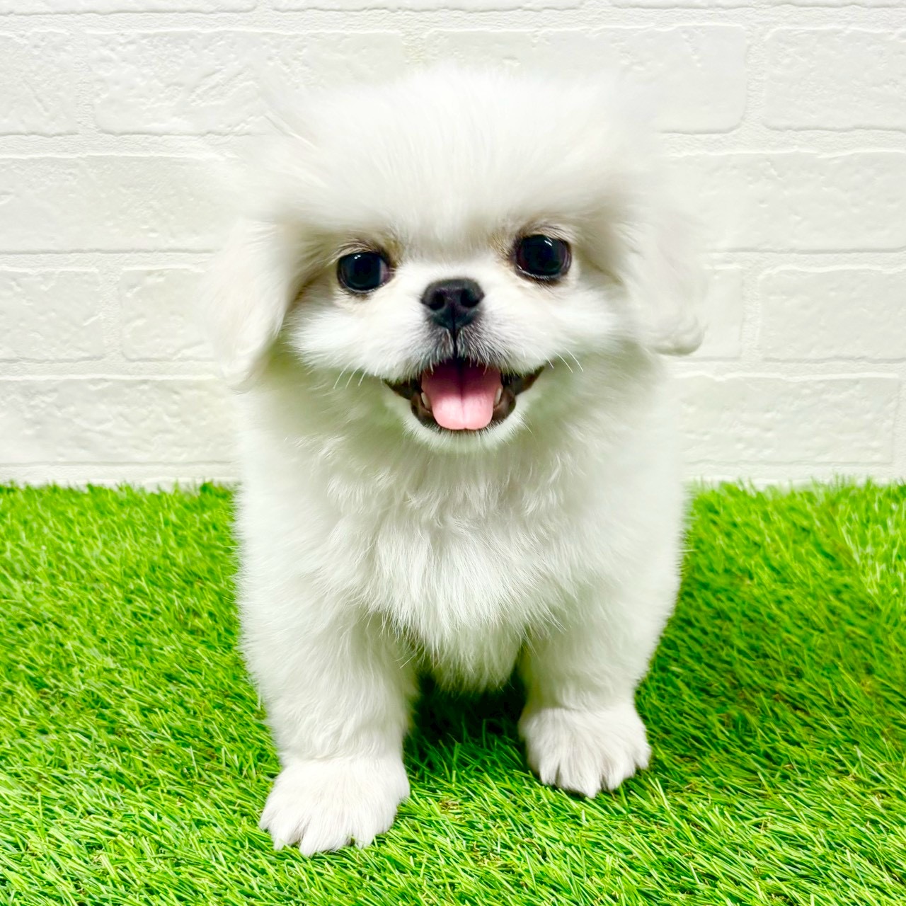 滋賀県のペキニーズ (ワンニャンハウス草津店/2025年9月13日生まれ/男の子/ホワイト)の子犬