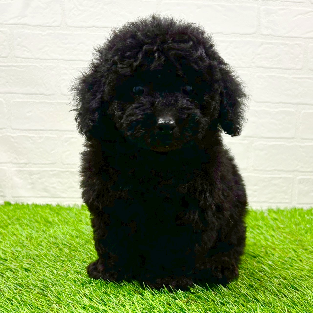 滋賀県のトイプードル(トイ) (ワンニャンハウス草津店/2025年10月10日生まれ/男の子/ブラック)の子犬の1枚目の画像