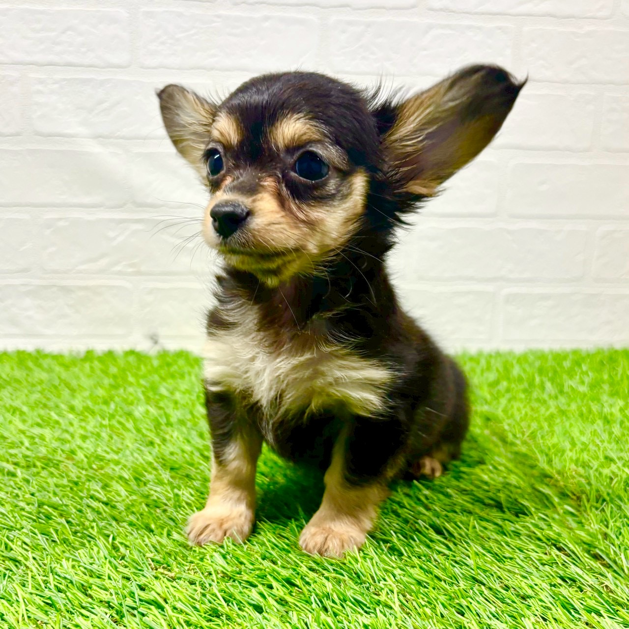 滋賀県のチワックス(チワワ×ダックス) (ワンニャンハウス草津店/2025年10月26日生まれ/女の子/ブラックタン)の子犬の3枚目の画像