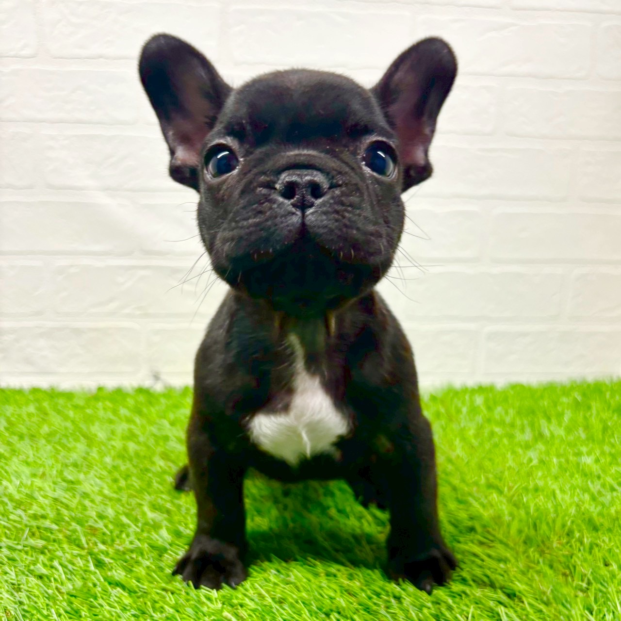 滋賀県のフレンチブルドッグ (ワンニャンハウス草津店/2025年10月27日生まれ/男の子/ブリンドル)の子犬の1枚目の画像