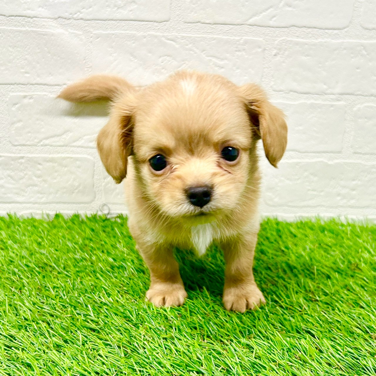 滋賀県のチワックス(チワワ×ダックス) (ワンニャンハウス草津店/2025年11月14日生まれ/男の子/イエロー)の子犬の3枚目の画像