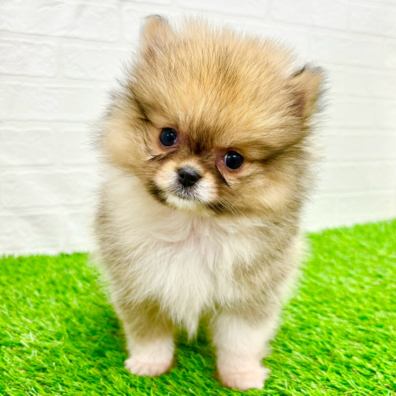 滋賀県のポメラニアン (ワンニャンハウス草津店/2026年1月10日生まれ/男の子/オレンジ)の子犬の2枚目の画像