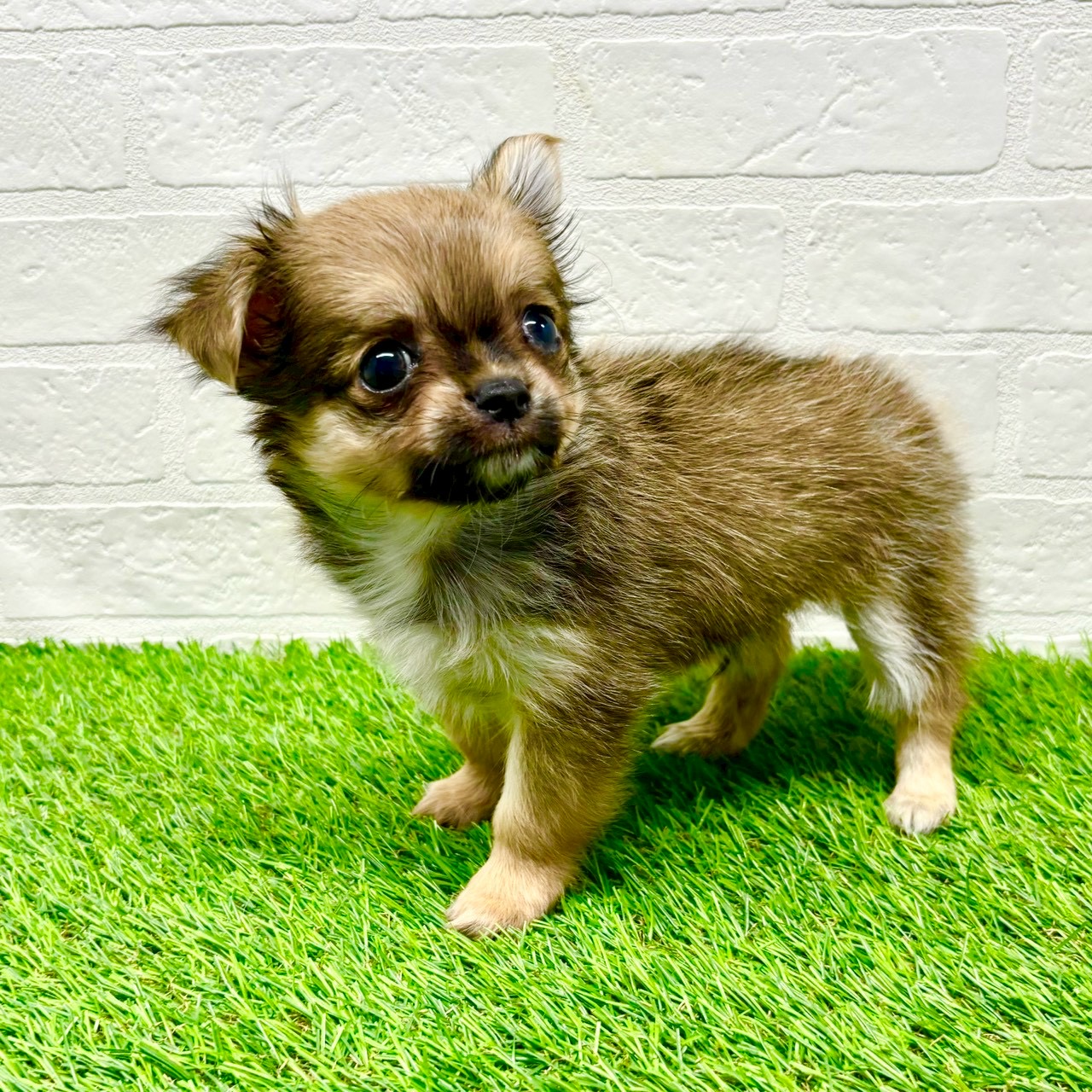 滋賀県のチワワ(ロング) (ワンニャンハウス草津店/2025年9月29日生まれ/男の子/セーブル)の子犬の2枚目の画像