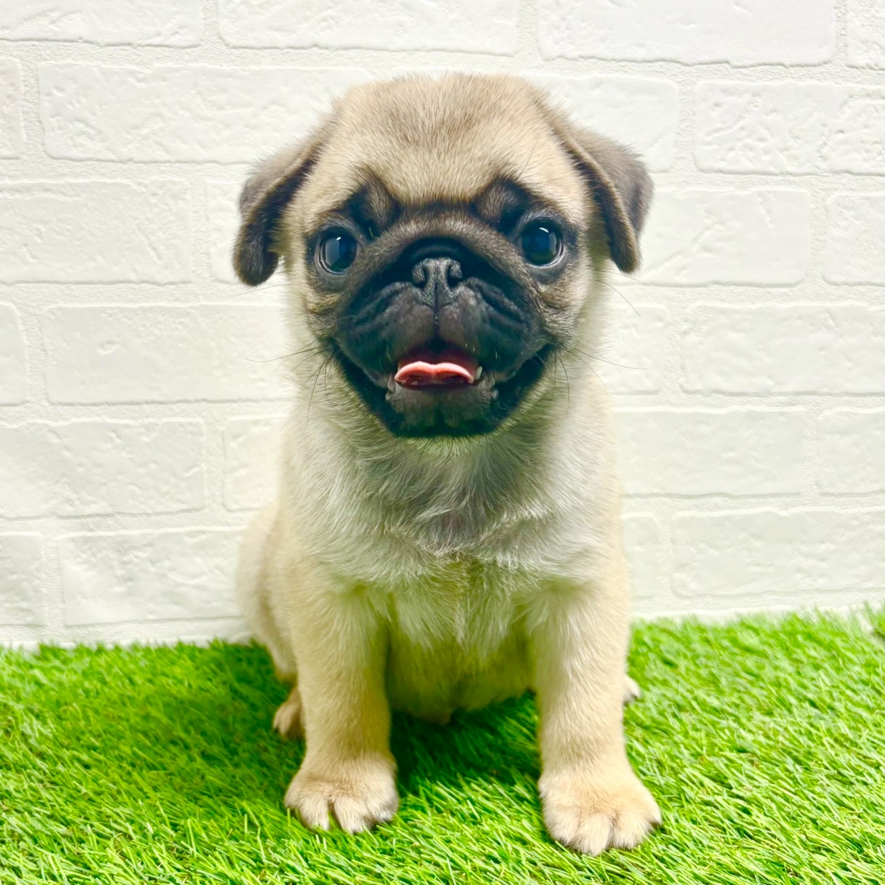 滋賀県のパグ (ワンニャンハウス草津店/2025年10月13日生まれ/男の子/フォーン)の子犬の1枚目の画像