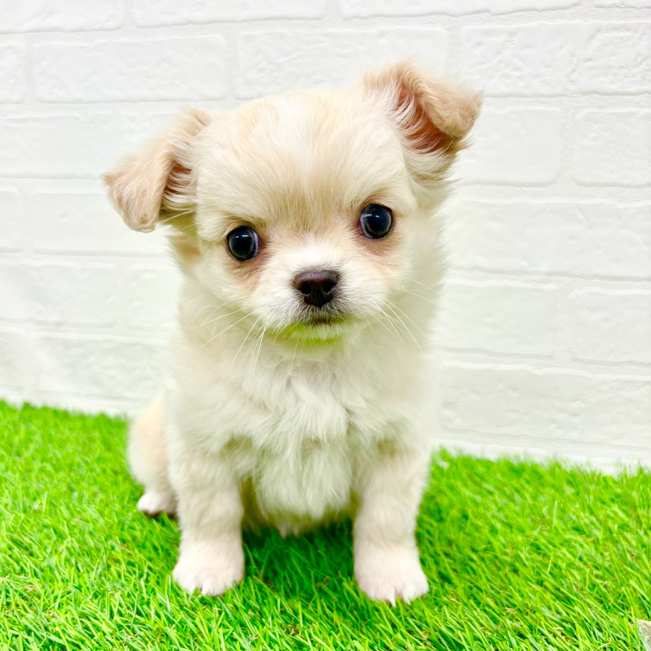 滋賀県のチワワ(ロング) (ワンニャンハウス草津店/2026年1月7日生まれ/女の子/クリーム)の子犬の1枚目の画像