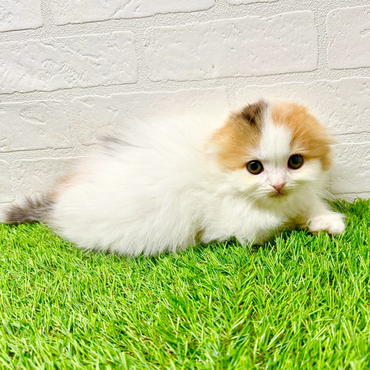 滋賀県のスコティッシュフォールド (ワンニャンハウス草津店/2025年11月19日生まれ/女の子/ブラウンパッチドタビーホワイト)の子猫の4枚目の画像