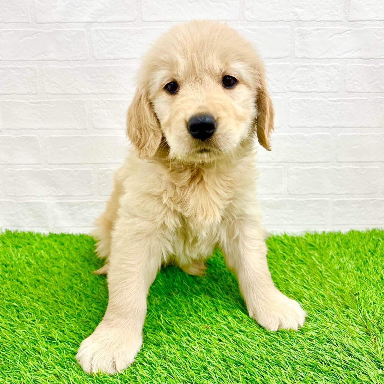 滋賀県のゴールデンレトリバー (ワンニャンハウス草津店/2026年2月8日生まれ/女の子/ゴールデン)の子犬の1枚目の画像