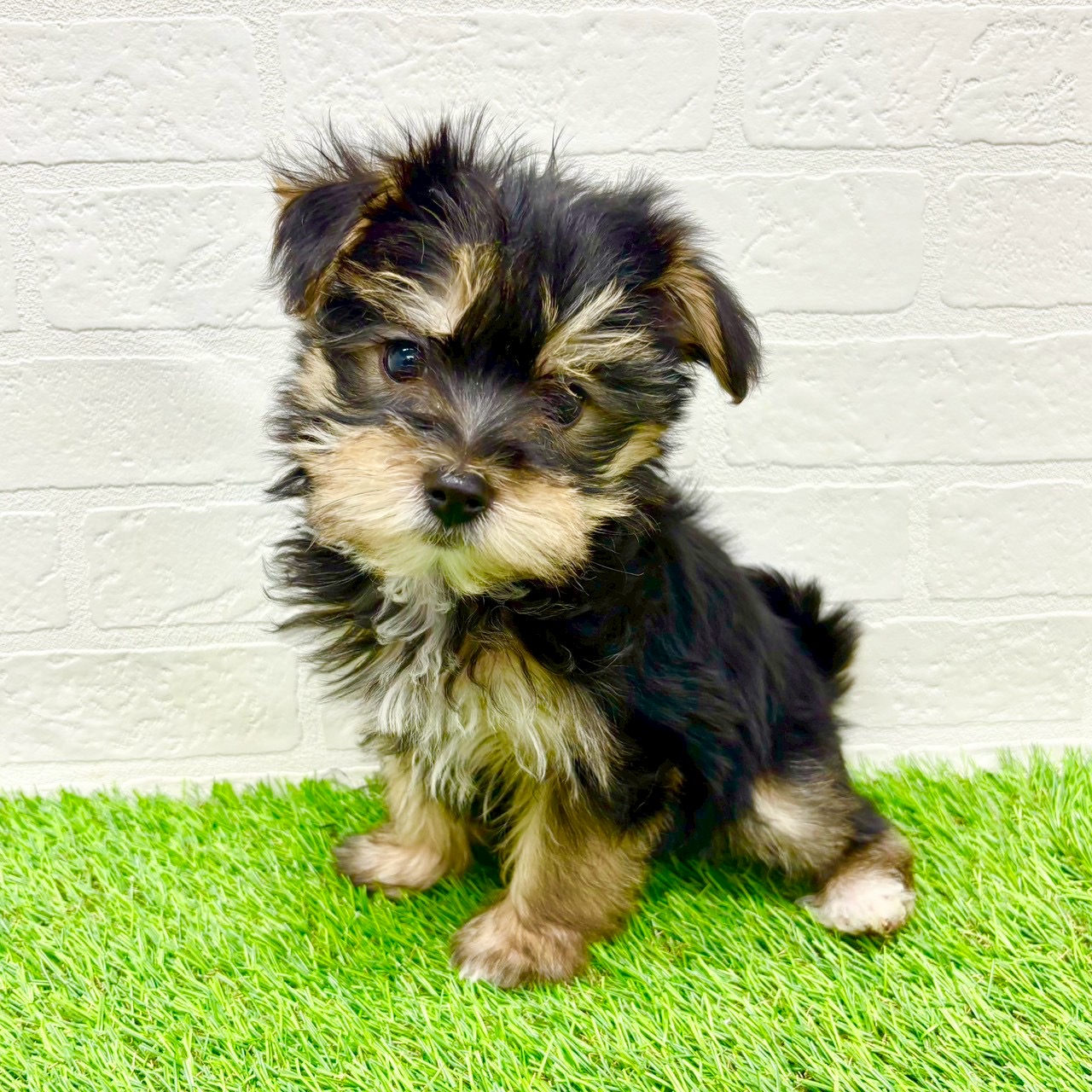 滋賀県のマルキー/マルヨーキー(マルチーズ×ヨークシャーテリア) (ワンニャンハウス草津店/2026年1月9日生まれ/女の子/スチールブルータン)の子犬の4枚目の画像