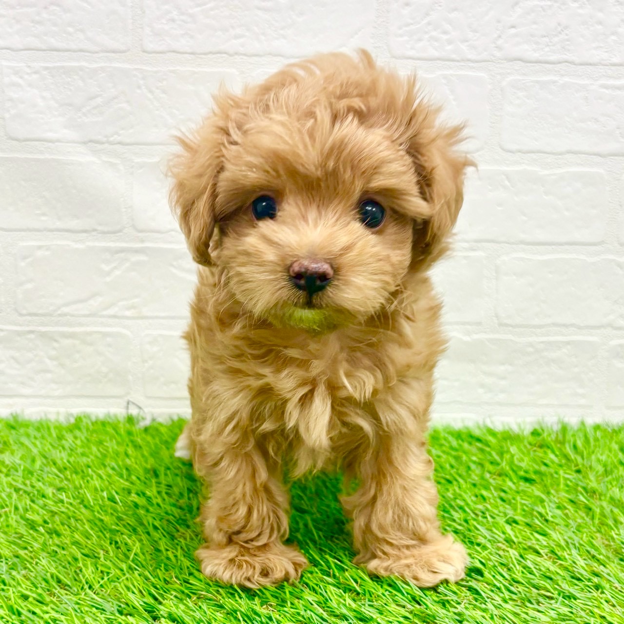 滋賀県のマルプー(マルチーズ×プードル) (ワンニャンハウス草津店/2026年2月1日生まれ/女の子/アプリコット)の子犬