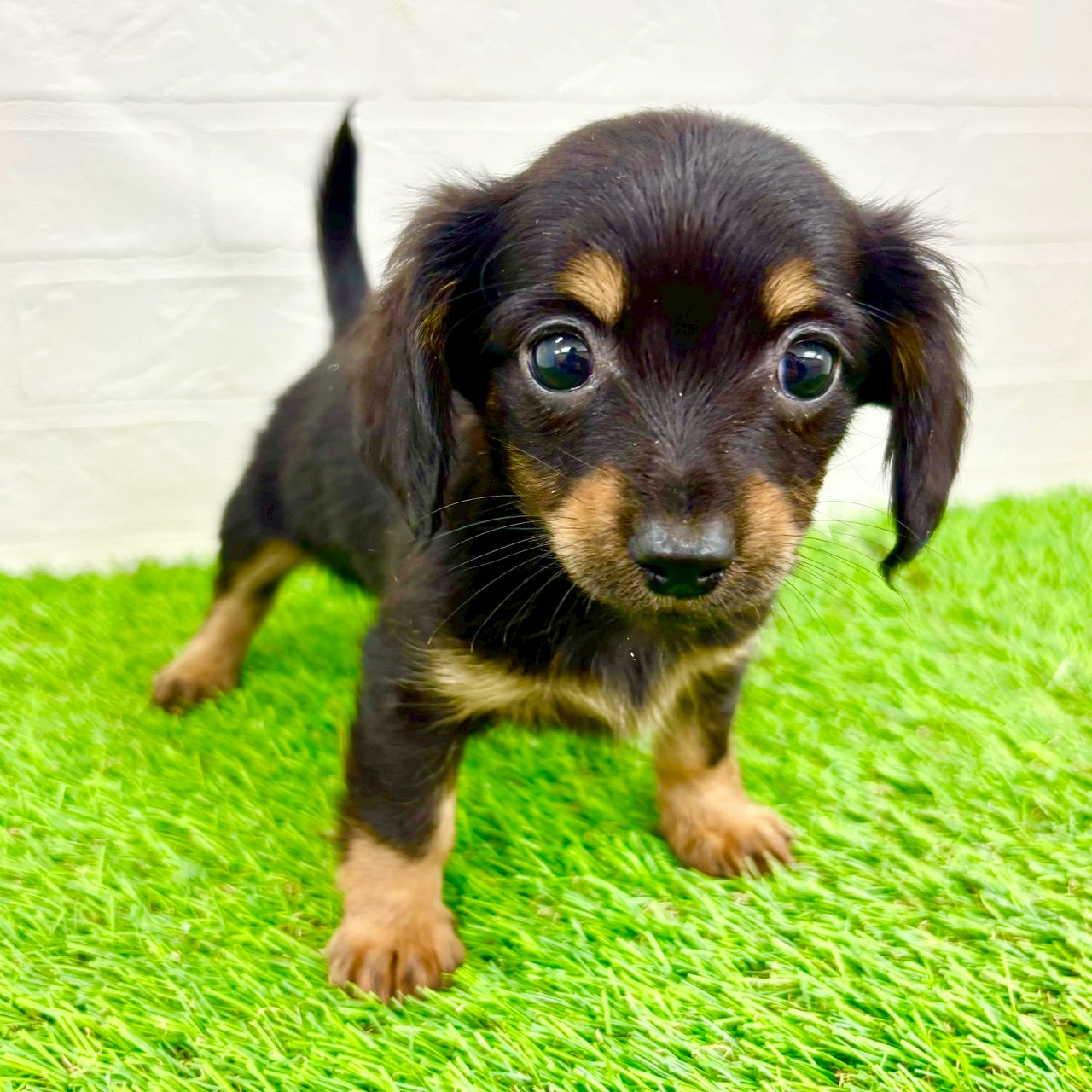 滋賀県のチワックス(チワワ×ダックス) (ワンニャンハウス草津店/2026年1月14日生まれ/女の子/ブラックタン)の子犬の4枚目の画像