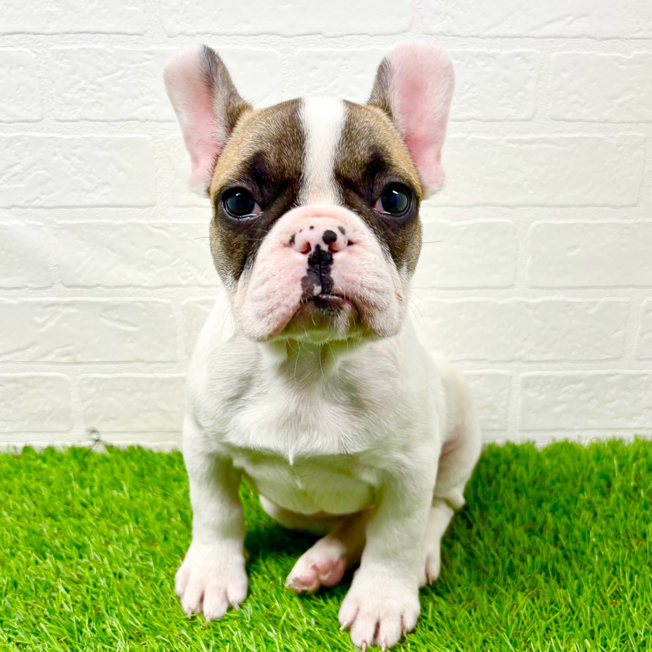 滋賀県のフレンチブルドッグ (ワンニャンハウス草津店/2025年10月28日生まれ/女の子/フォーンパイド)の子犬の1枚目の画像