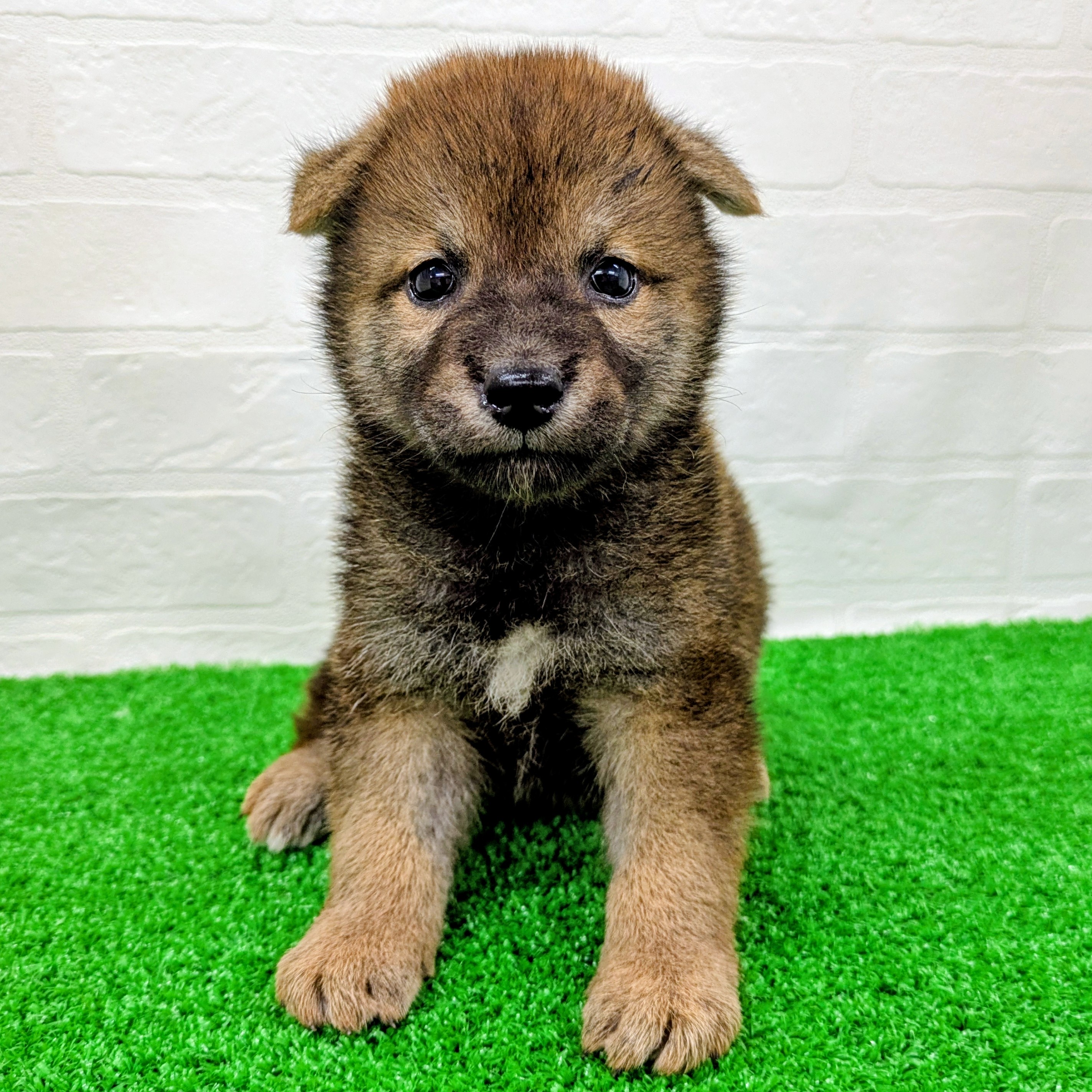 滋賀県の柴犬(標準サイズ) (ワンニャンハウス草津店/2026年5月7日生まれ/男の子/赤)の子犬