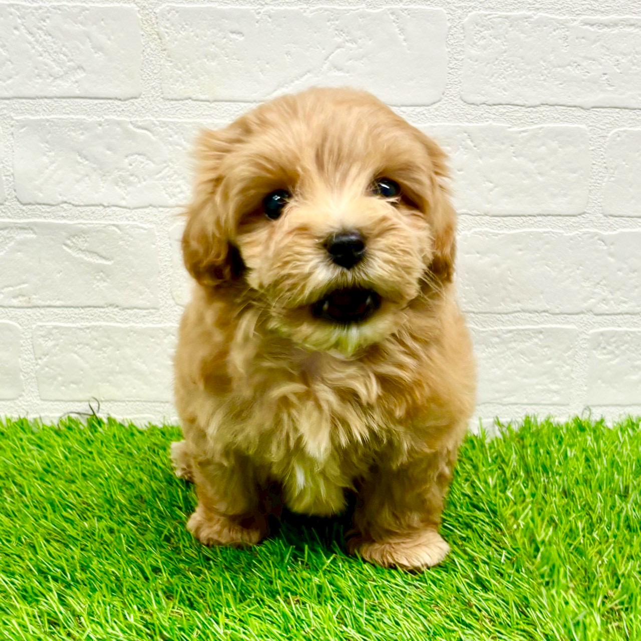 滋賀県のマルプー(マルチーズ×プードル) (ワンニャンハウス草津店/2025年9月10日生まれ/女の子/クリームホワイト)の子犬の4枚目の画像