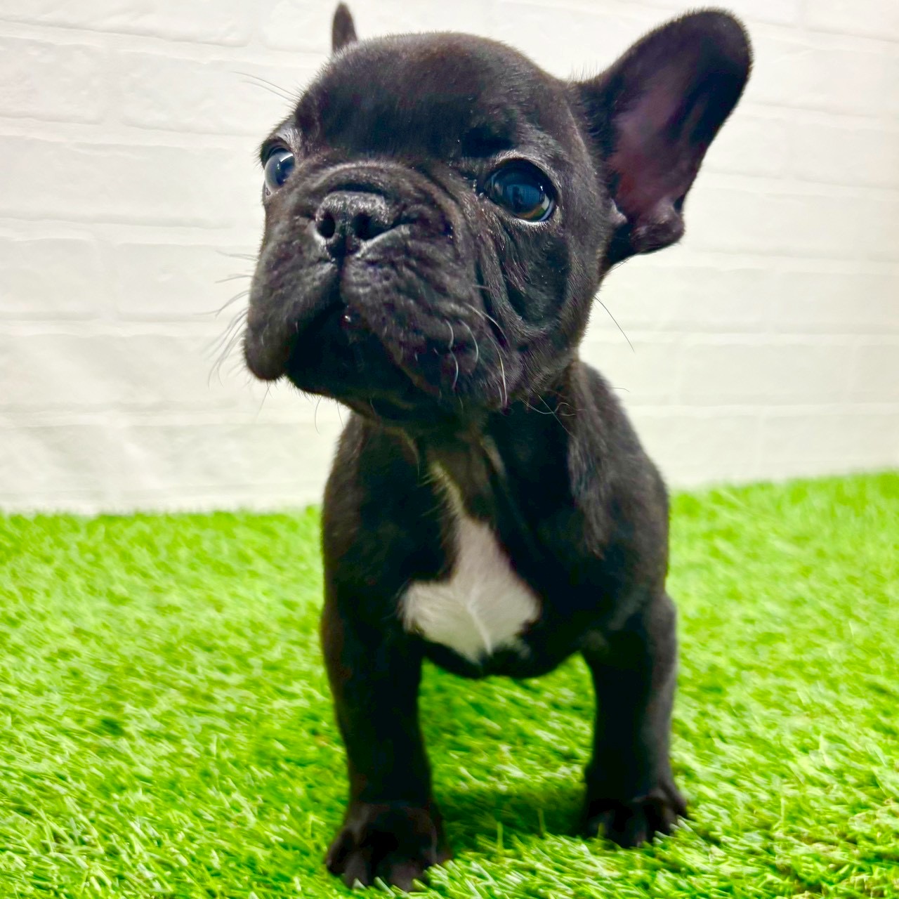 滋賀県のフレンチブルドッグ (ワンニャンハウス草津店/2025年10月27日生まれ/男の子/ブリンドル)の子犬の4枚目の画像