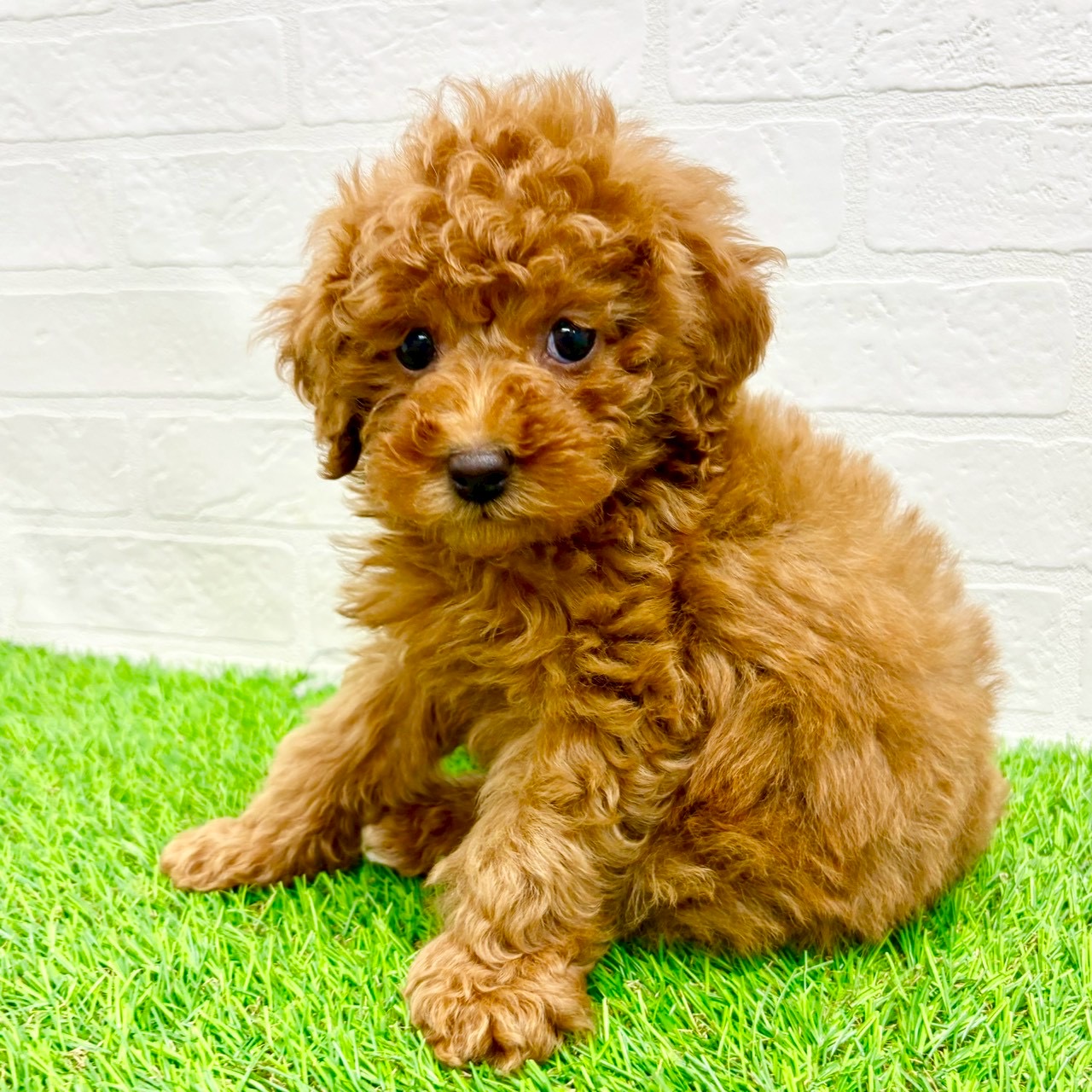 滋賀県のトイプードル(トイ) (ワンニャンハウス草津店/2026年1月25日生まれ/男の子/レッド)の子犬の2枚目の画像