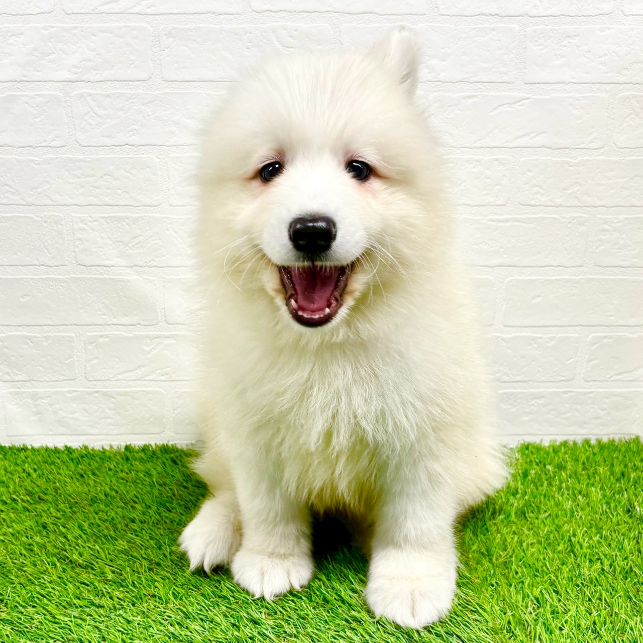 滋賀県のサモエド (ワンニャンハウス草津店/2025年9月1日生まれ/男の子/ホワイト)の子犬の2枚目の画像