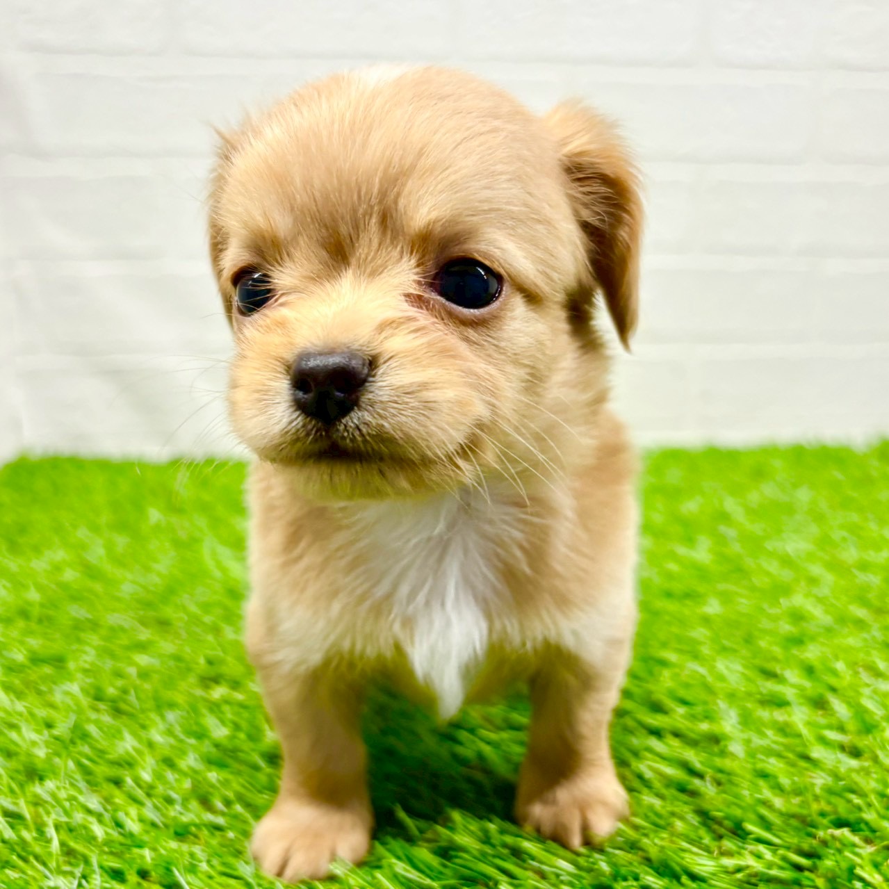 滋賀県のチワックス(チワワ×ダックス) (ワンニャンハウス草津店/2025年11月14日生まれ/男の子/イエロー)の子犬の2枚目の画像