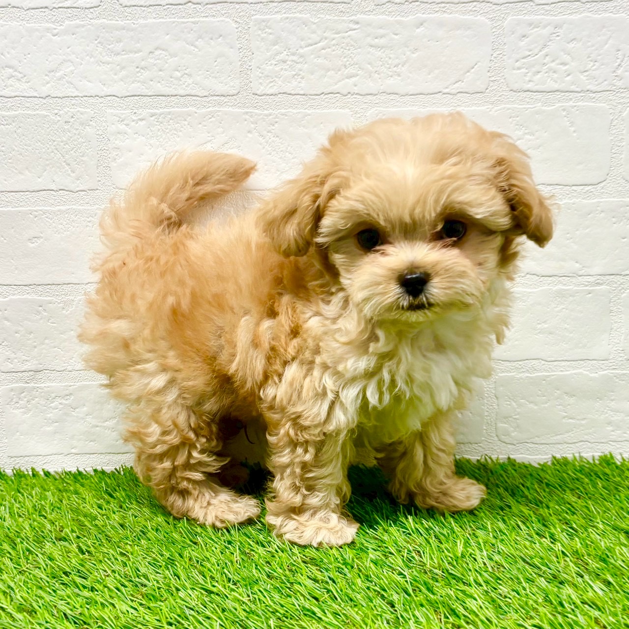 滋賀県のペキプー(ペキニーズ×プードル) (ワンニャンハウス草津店/2025年8月30日生まれ/男の子/クリーム)の子犬の3枚目の画像