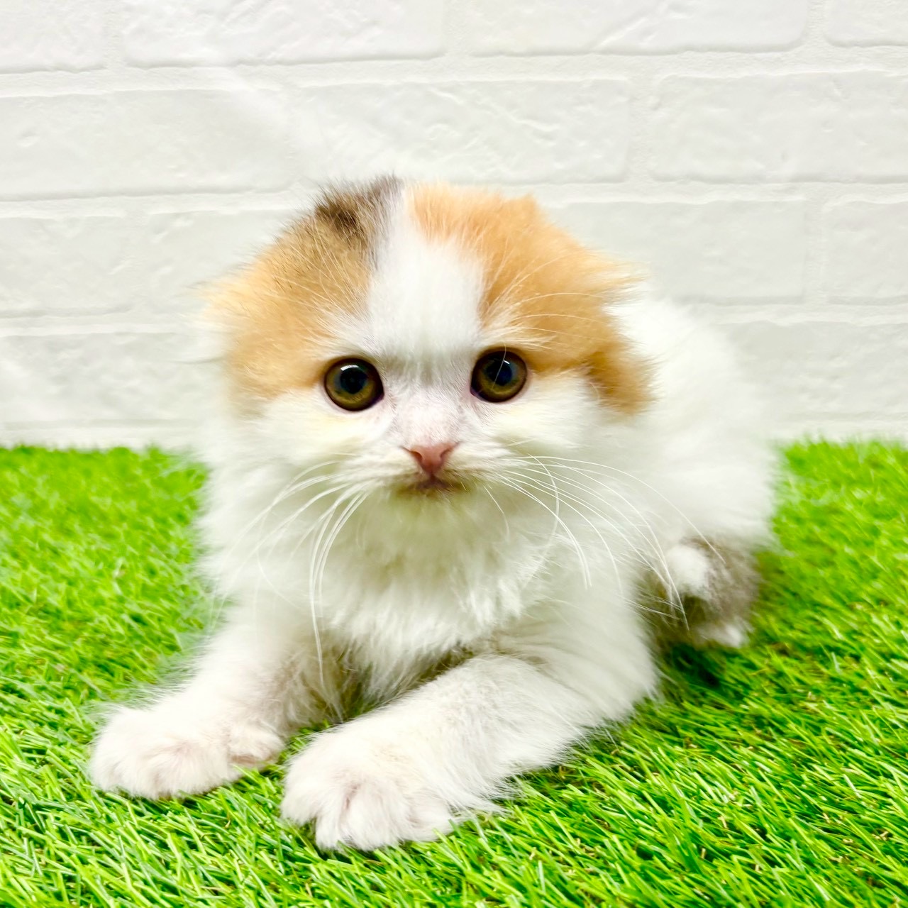 滋賀県のスコティッシュフォールド (ワンニャンハウス草津店/2025年11月19日生まれ/女の子/ブラウンパッチドタビーホワイト)の子猫の2枚目の画像