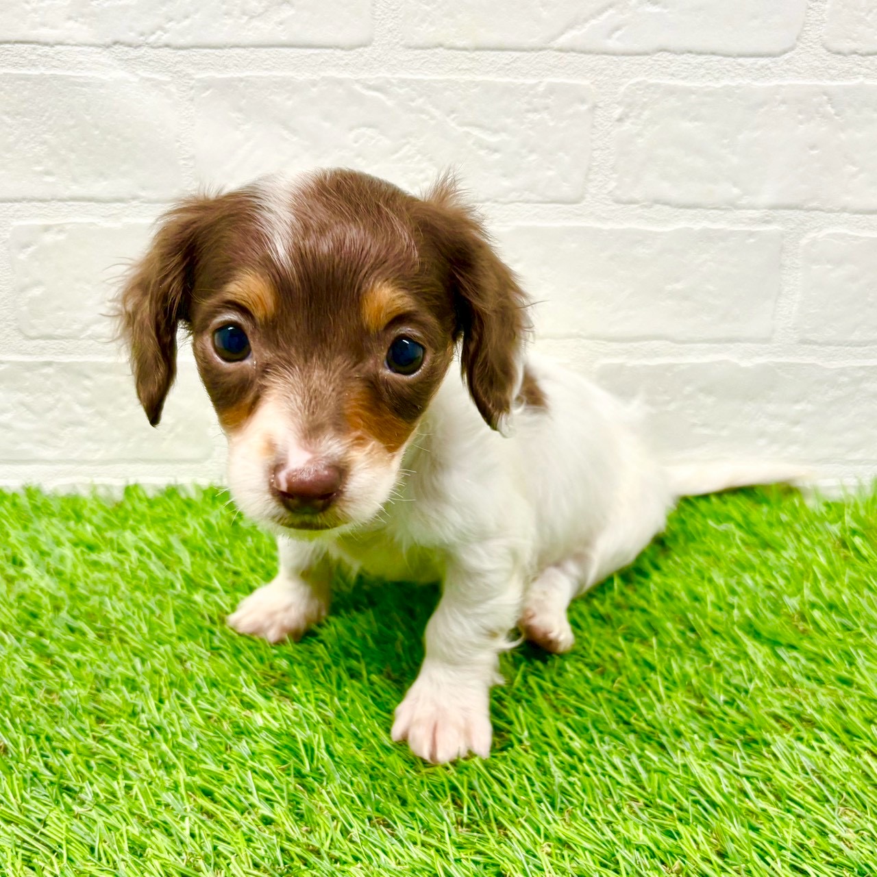 滋賀県のミニチュアダックスフンド(ロング) (ワンニャンハウス草津店/2025年10月23日生まれ/女の子/チョコレートタンパイボールド)の子犬の3枚目の画像