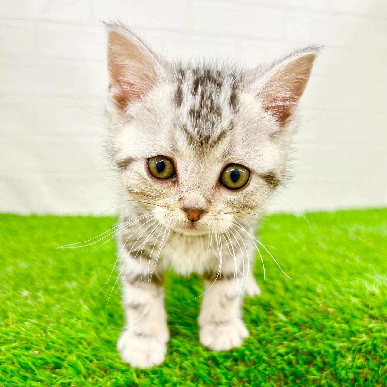 滋賀県のアメリカンショートヘアー (ワンニャンハウス草津店/2026年1月20日生まれ/男の子/シルバータビー)の子猫の4枚目の画像