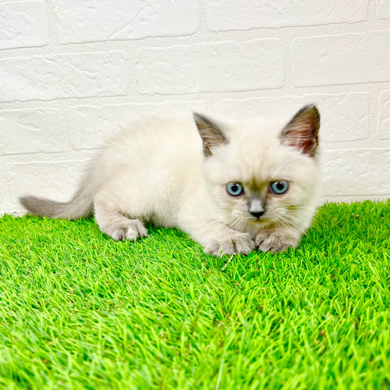 滋賀県のブリティッシュショートヘアー (ワンニャンハウス草津店/2026年1月14日生まれ/女の子/シールポイント)の子猫の3枚目の画像