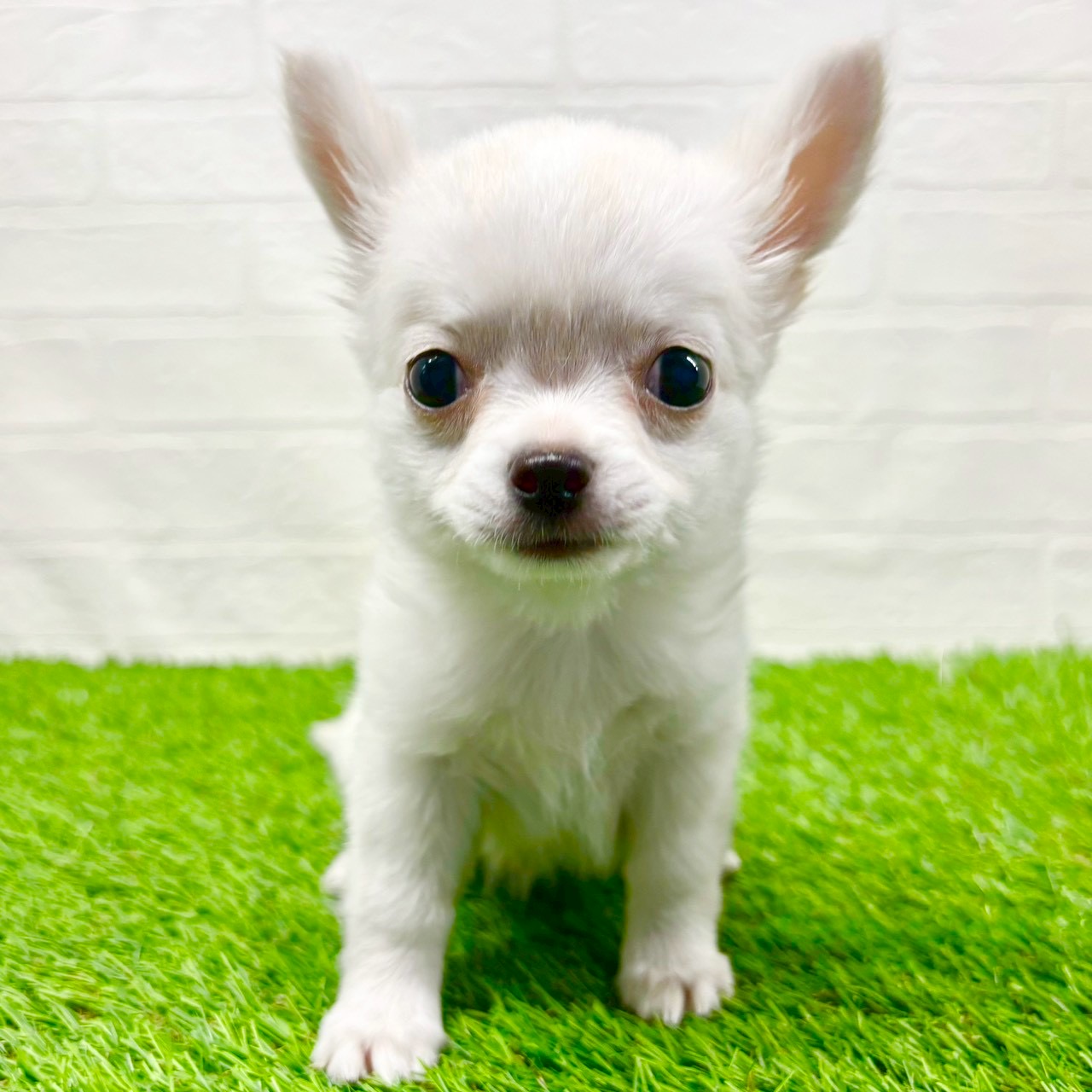 滋賀県のチワワ(ロング) (ワンニャンハウス草津店/2025年8月30日生まれ/女の子/ホワイト)の子犬の1枚目の画像