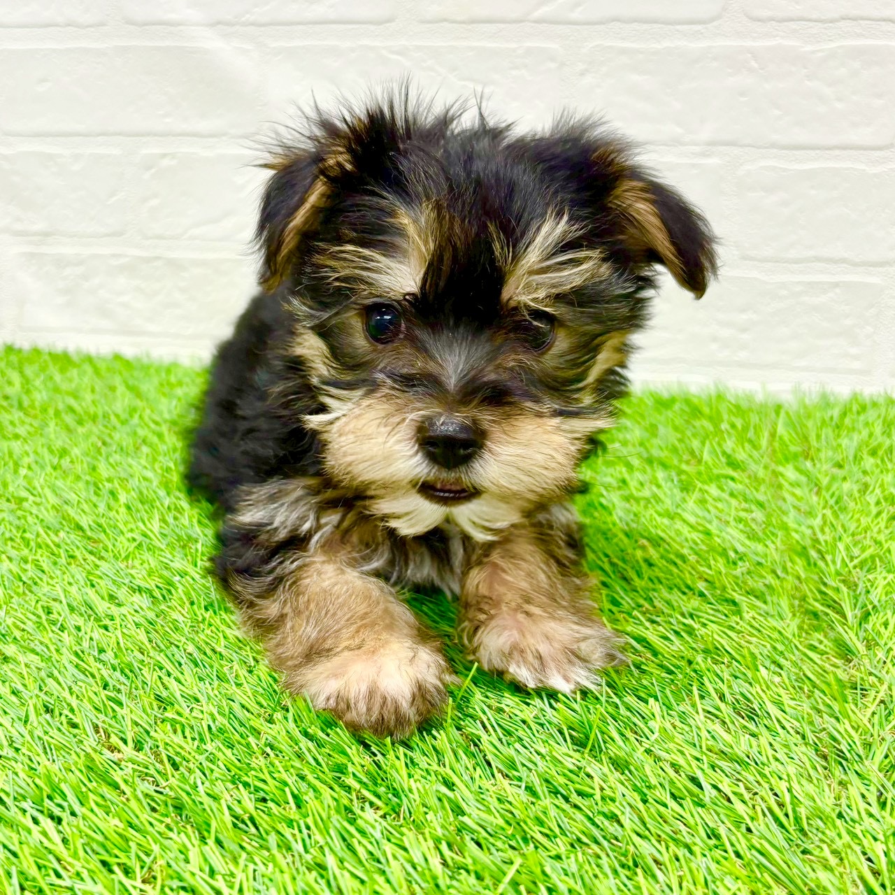 滋賀県のマルキー/マルヨーキー(マルチーズ×ヨークシャーテリア) (ワンニャンハウス草津店/2026年1月9日生まれ/女の子/スチールブルータン)の子犬の3枚目の画像